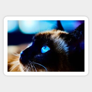 Siamese cat blue eyes / Swiss Artwork Photography Sticker